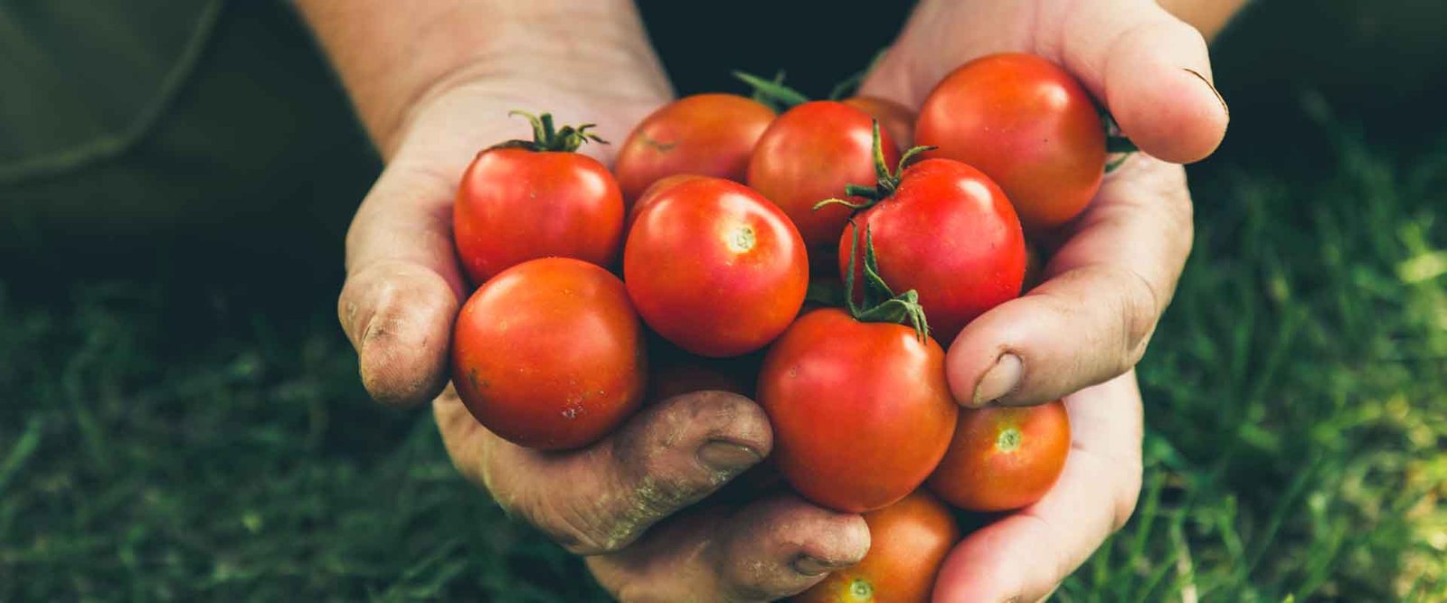 Tomato Export Ban Decision Makes Turkey A Tomato Importer (3)